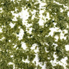 Coriander Fleur de Sel